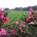 돌집조앤정 이미지