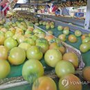 춘천농협 산지유통센터 이미지