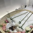 우리 희동이가 하늘로 떠났어요 이미지