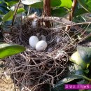 둥지농원 이미지