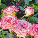 할망꽃쉼팡 민박 이미지