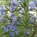 로즈마리 이미지