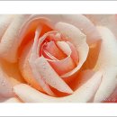 장미정원 이미지