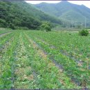 칠지농장 이미지