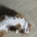 달홀약국 | 기관지 약한 고양이 네블라이저 메쉬넵2 내돈내산 후기(Feat. 고양이 산소방을 곁들인..)