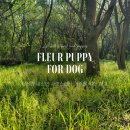 플레르퍼피 이미지