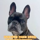 대한견식 이미지