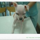 퍼피캣동물병원 이미지