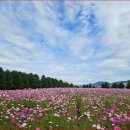 코스모스길14번길 이미지