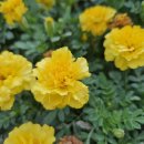 곡성-115 이미지