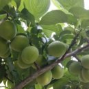 새뜸농장 이미지