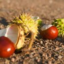 마로니에 이미지