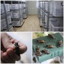 정선아리귀뚜라미농장 | [정선군] 작은 가축, 식용곤충 쌍별이 -정선 아리 귀뚜라미 농장-