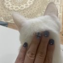 모나네일 이미지