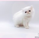 고양이 분양 제나캣 울산점 이미지