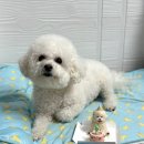 왈랑 | 논현역 강아지케이크맛집 왈랑 / 오랜만에 블로그
