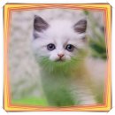 도그마루 강아지 고양이 동탄점 이미지