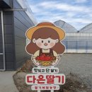 다은딸기 이미지