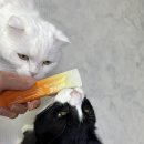 고양이영양제 미야옹철의 닥터펠리스 퍼펙트 케어스틱 급여후기