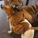 하룻강아지 이미지