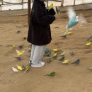 레인보우 앵무 | 홍천 알파카월드 겨울 여행 후기 스탬프 투어 알파카 앵무새 먹이주기 입장료 할인 꿀팁 대한민국 구석구석