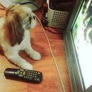 복슬 강아지 이미지