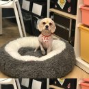 루루는포메 이미지