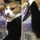 I-pet 동물병원 이미지