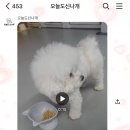 오늘도 신나개 네이버블로그