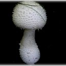 버섯의 종류와 형태 이미지