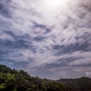 녹차농원 이미지