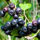 고창 다온 이미지