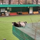 양지게이트볼장 이미지