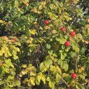 [3편] 2025년11월22일 토요일 서해랑길 31코스를 다녀와서! 이미지