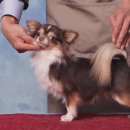 화이트 켄넬 이미지