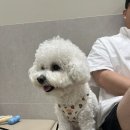 장유동물병원 | 김해 장유 다독다독 동물병원 애견 예방접종 두번 퇴짜맞은 썰