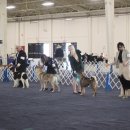 2024 Silver Bay KC AKC Open Shows (San Diego, CA) 이미지