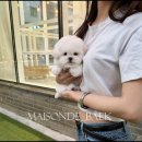 츄스타일