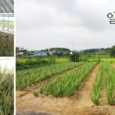 알로에 사랑 영농 조합 법인