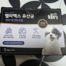 애견팡팡 | 강원도 평창 숙소 추천. 용평 모나 리조트 애견동반 숙박 후기 (근처 여행지 추천)