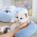 청정원 아이사랑 경기남부지점 | 랙돌분양 전 꼭 알아야 할 3분 체크리스트｜고사남