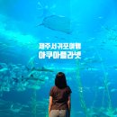 제주해양과학관 (아쿠아플라넷) | 제주 서귀포 여행 아이랑 제주아쿠아플라넷 할인, 후기 꿀팁