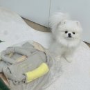 강아지 이동가방 추천 반려견 애견용품 산책용 방수 이동장 프롬위니