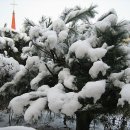 다육세상 이미지