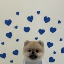 땡글하개 이미지