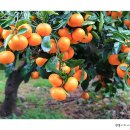 너와제주 이미지