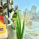 밝은숲 이미지