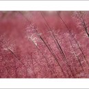 Pink Muhly Grass 이미지