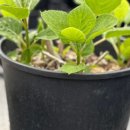 예진꽃농원 이미지