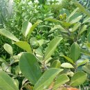 최성훈농장 이미지